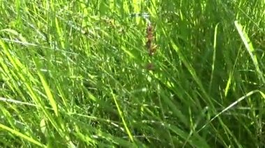 Yeşil çim panorama hareket kamera güzel arka plan aummer Rüzgar üzerinde. Video görüntüleri Hd shootig statik kamera.