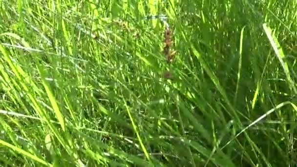 Зеленая трава панорамная движущаяся камера красивый фон на ветру. Видеоматериалы HD shootig static camera . — стоковое видео