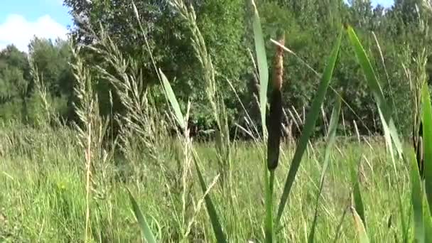 Typha latifolia, Common Bulrush, Broadleaf Cattail Imagens de vídeo HD — Vídeo de Stock