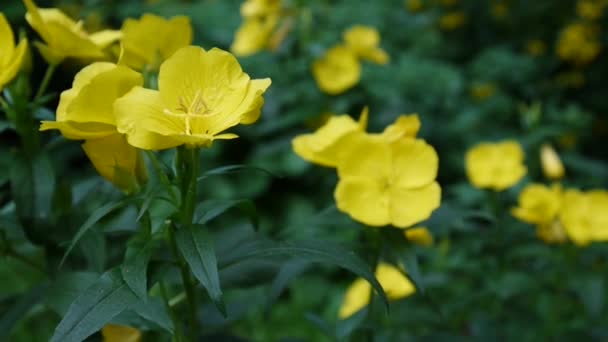 Gele oenothera bloemen in de tuin — Stockvideo