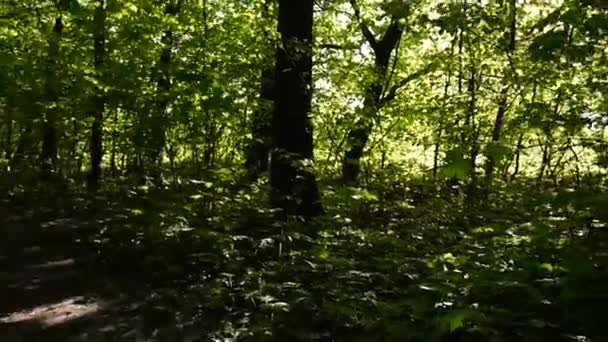 Adolescente attrayante parlant sur un téléphone portable tout en marchant dans un beau parc de printemps . — Video