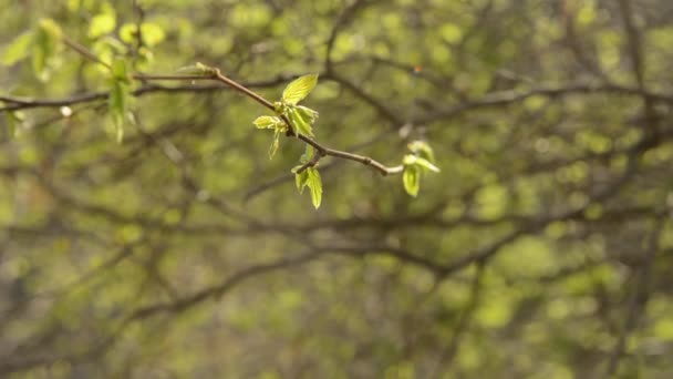 Bloeiende hazelaar hazelnoot in het voorjaar — Stockvideo