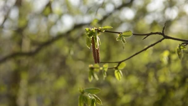 Flowering hazel hazelnut in spring — Stock Video