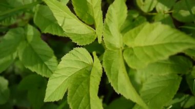 Bahar Aegopodium podagraria çim. Tıbbi yabani bitki. Statik kamera.