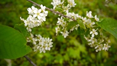 Çiçekli kuş kiraz bahar yakın çekim, dalları Rüzgar. Prunus padus. Video görüntüleri Hd statik kamera çekim..