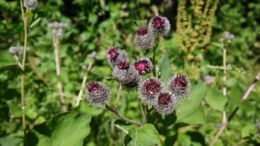Çiçek açan dulavratotu yaz alanında. Arctium. HD video.