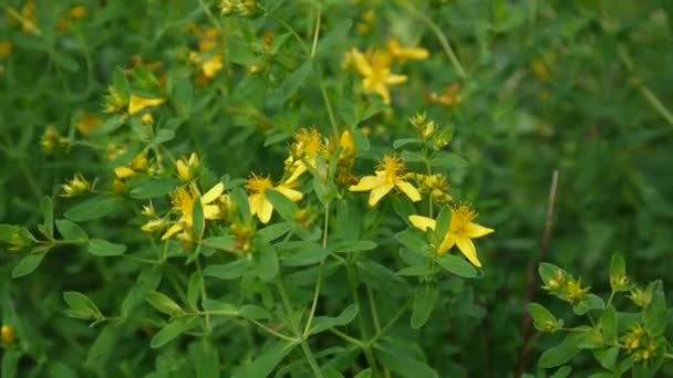 Erva St. Johns, planta medicinal com flor no campo . — Vídeo de Stock