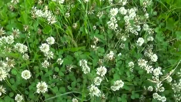 White clover flover in the field. HD video footage circular camera movement — Stock Video