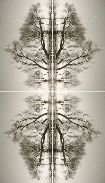 Абстракция из стволов деревьев — стоковое фото