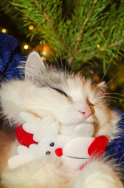 Retrato Gato Año Nuevo Fondo Árbol Navidad Decorado Con Luces — Foto de Stock