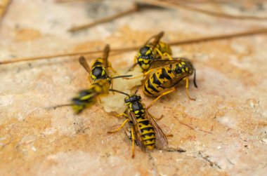 Birçok parlak sarı eşekarısı sulu bir armut parçasının üzerinde uçtu.