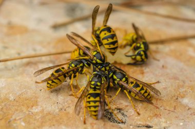 Birçok parlak sarı eşekarısı sulu bir armut parçasının üzerinde uçtu.