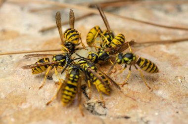 Birçok parlak sarı eşekarısı sulu bir armut parçasının üzerinde uçtu.
