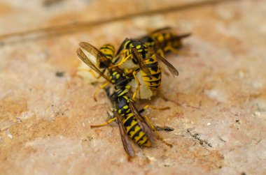 Birçok parlak sarı eşekarısı sulu bir armut parçasının üzerinde uçtu.