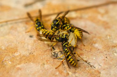 Birçok parlak sarı eşekarısı sulu bir armut parçasının üzerinde uçtu.