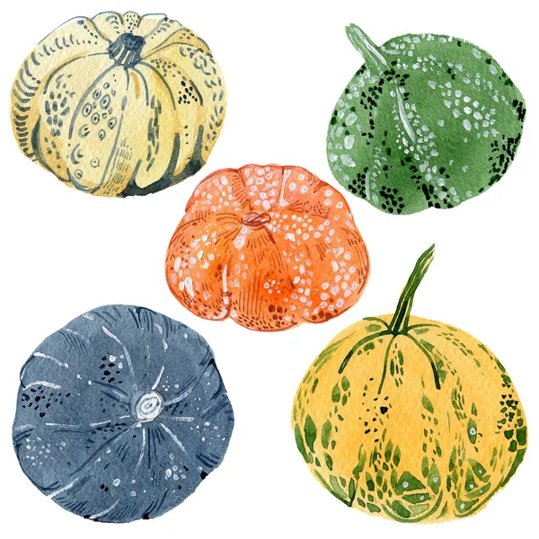 Calabazas estilizadas. Ilustración en acuarela — Foto de Stock