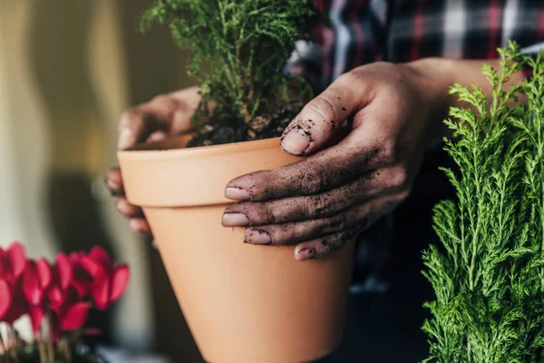 Woman's hands transplanting plant. — Stock Photo, Image