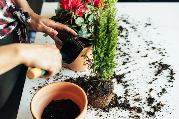 Frauenhände transplantieren Pflanze. — Stockfoto