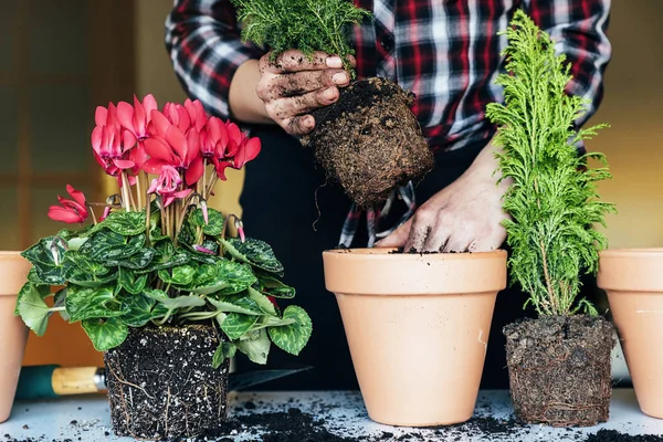 Kvinnans händer stolpsättning växt. — Stockfoto