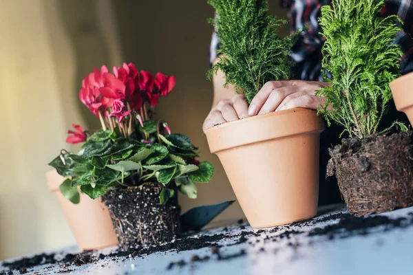 Kvinnans händer stolpsättning växt. — Stockfoto