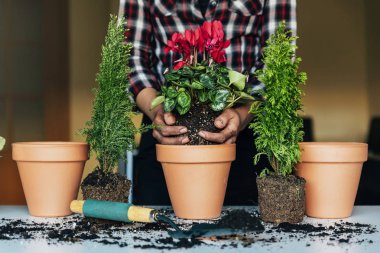 Kadının nakli bitki eller.