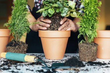 Kadının nakli bitki eller.