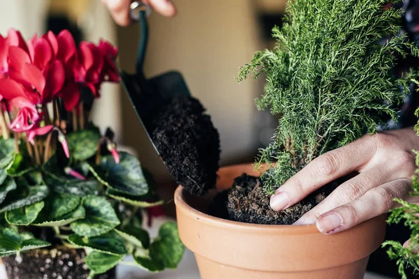 Planta de trasplante de manos de mujer . — Foto de Stock