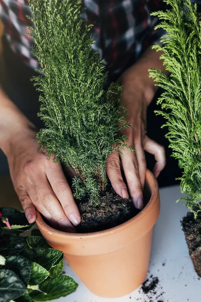 Frauenhände transplantieren Pflanze. — Stockfoto