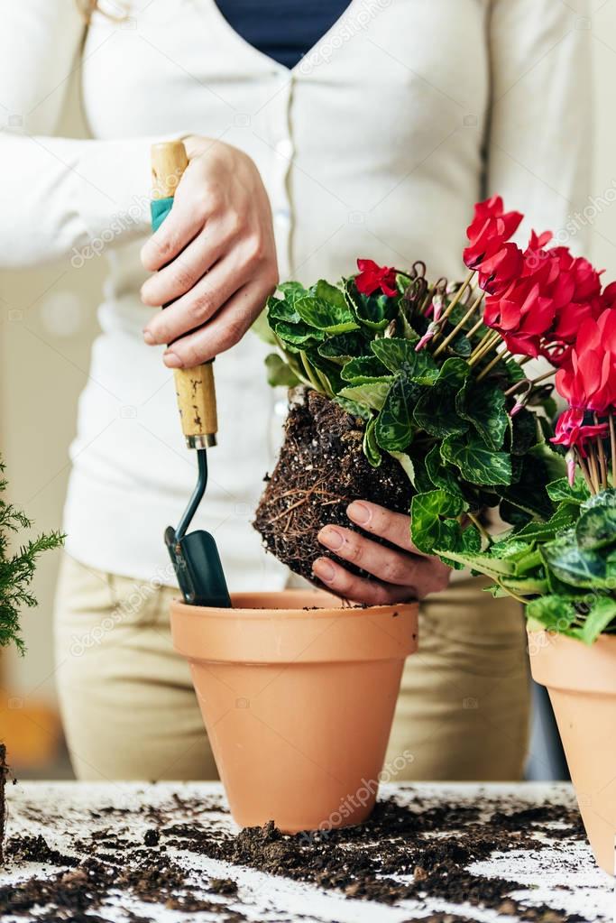 Woman's hands transplanting plant.