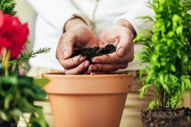 Kadının nakli bitki eller.