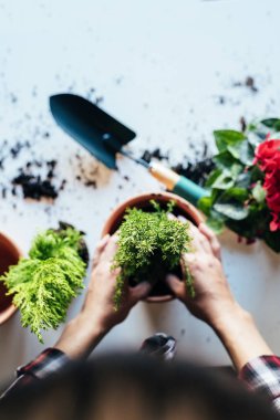 Kadının nakli bitki eller.