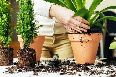 Kadının nakli bitki eller.