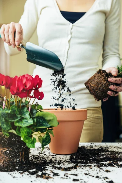 Woman's hands transplanting plant. — Stock Photo, Image