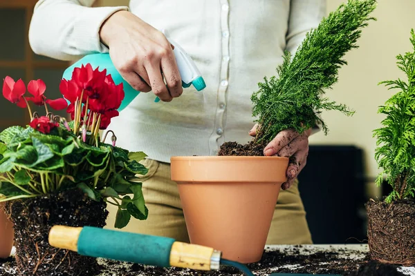 Planta de trasplante de manos de mujer . — Foto de Stock