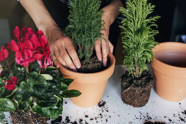 女人的手移栽植物. — 图库照片