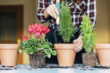 Kadının nakli bitki eller.