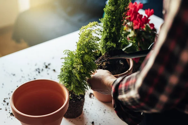 Woman's hands transplanting plant. — Stock Photo, Image