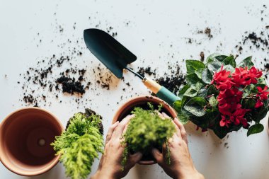 Kadının nakli bitki eller.