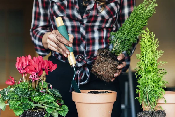 Woman's hands transplanting plant. — Stock Photo, Image