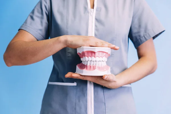 Modelo dentário da mandíbula . — Fotografia de Stock