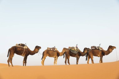 Sahara çöl dromedary. Fas.