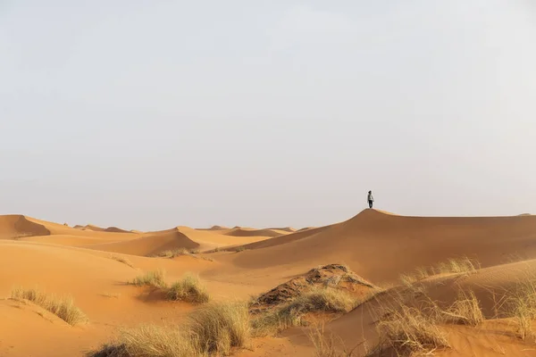 Deserto de ouro ao pôr do sol . — Fotografia de Stock