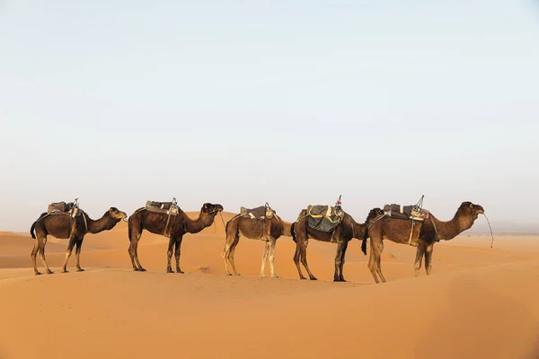 サハラ砂漠ヒトコブラクダ。モロッコ. — ストック写真