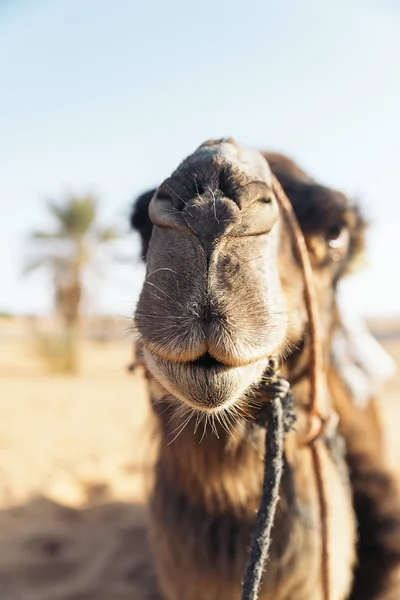 Sahara Wüste Dromedar. Marokko. — Stockfoto