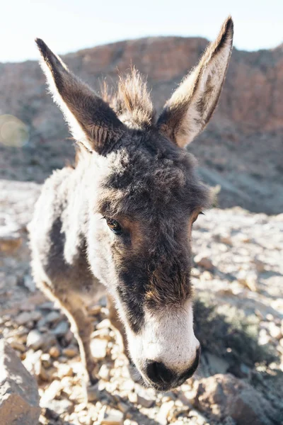 Portrait of one donkey. — Stock Photo, Image
