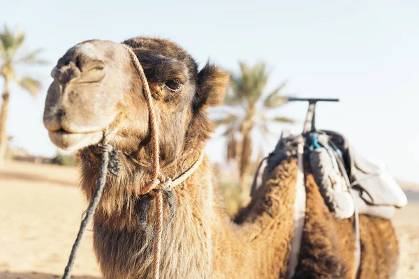 Sahara sivatagi dromedár. Marokkó. — Stock Fotó