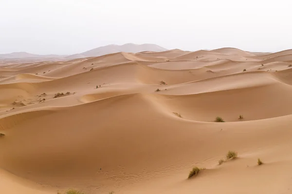 Deserto de ouro ao pôr do sol . — Fotografia de Stock