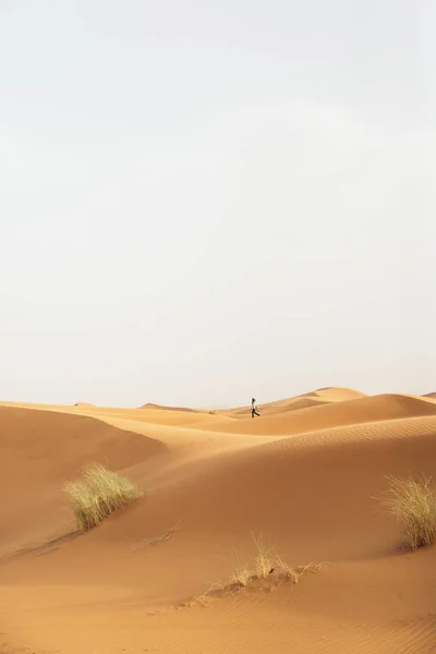 Arany sivatagi naplemente. — Stock Fotó