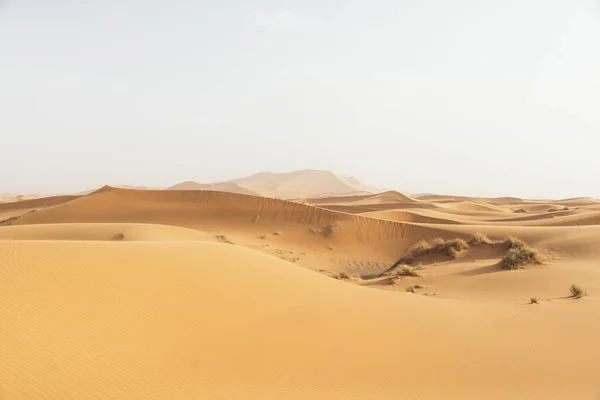 Gouden woestijn zonsondergang. — Stockfoto