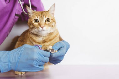 Veteriner Doktor düzeltme çivi kedi. 